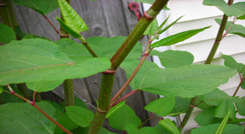 hu_zhang_herbal_remedies_FR