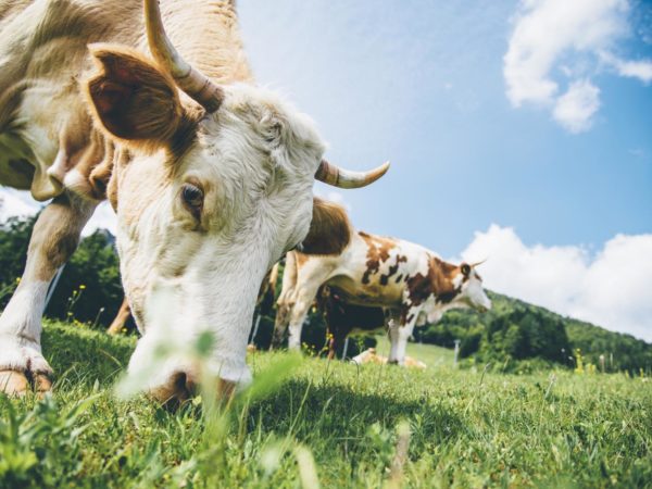 Cow on pasture, eating grass. More cows in back.