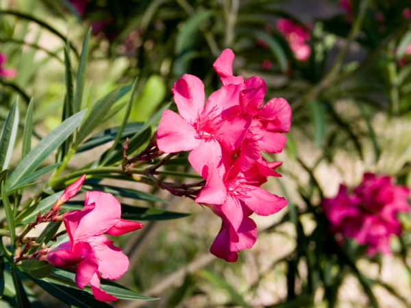 Hot pink oleander blooms. Early morning sunlight brings out the brilliant color of these blooms.