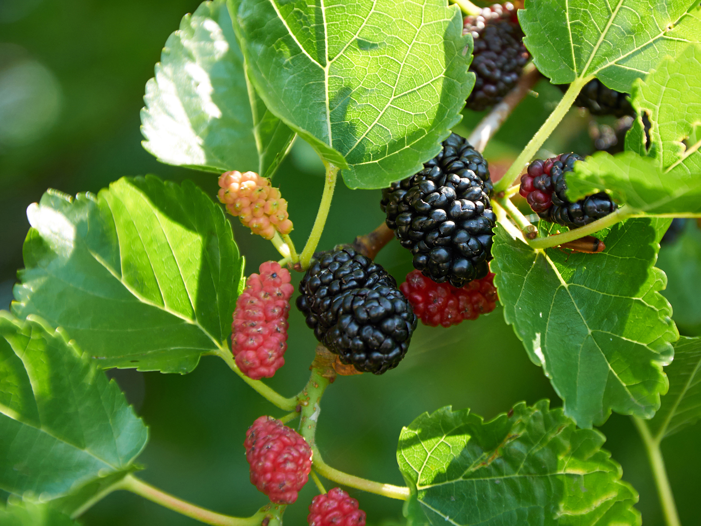 Mulberry Leaf for Diabetes? Dr. Weil