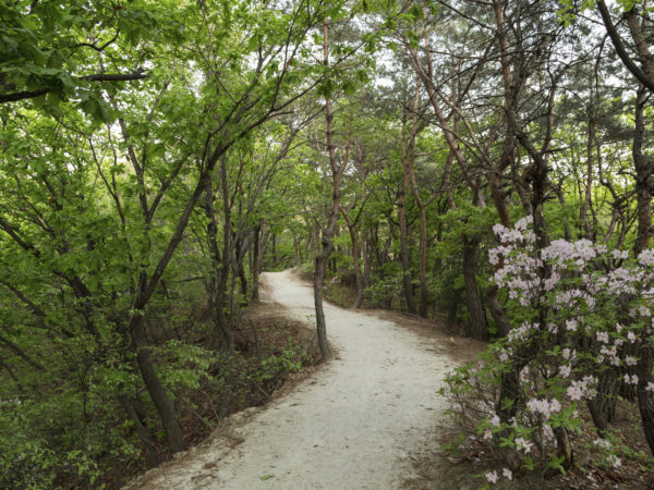 Footpath at a lush forest at the Bukhansan National Park in Seoul, South Korea.