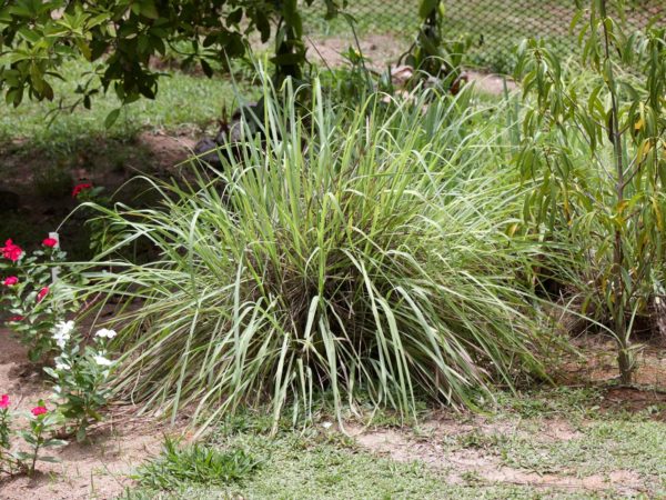 "Lemon grass herbs, Citronella foliage"