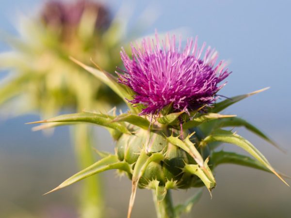 Milk Thistle (Silybum marianum). Also known as Marian's Thistle, St. Mary's Thistle, Holy Thistle, and Blessed Thistle. Historically used as a medicinal herb. An invasive species in many areas.