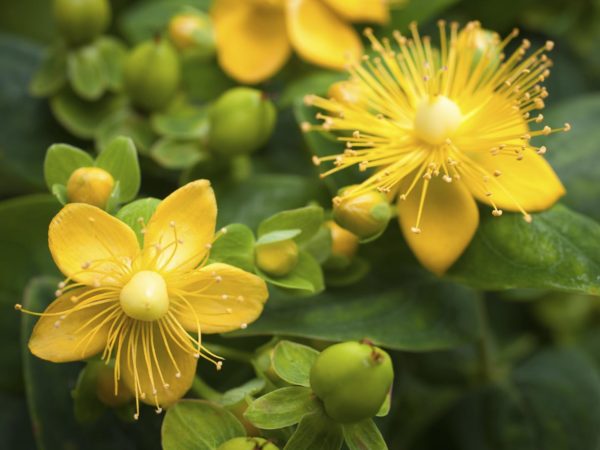 St. John's Wort flowering plant in the background of green leaves