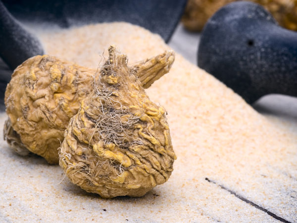 Peruvian ginseng or maca (Lepidium meyenii), dried root and powder on wooden table