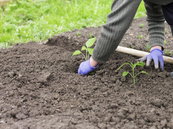 Woman with blue gloves planting a pepper seedling in vegetable garden.