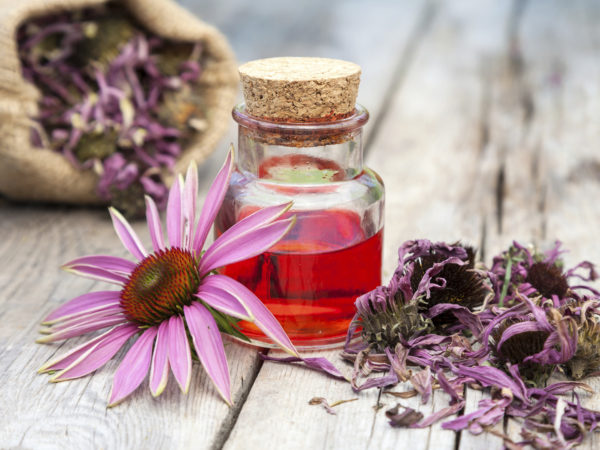 essential oil in glass bottle and coneflower on wooden rustic table, bag with herbs, herbal medicine