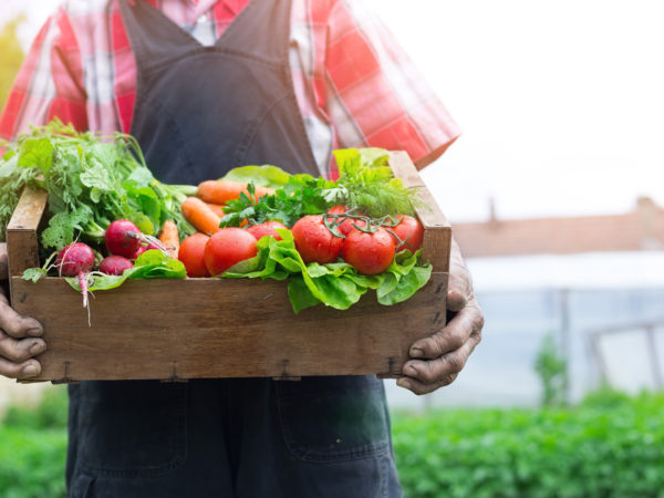 Old man's hands holding a crate full of fresh and raw vegetables-carrot, tomato, turnib, parsley, dill and lettuce. Field with lettuce plants on background.