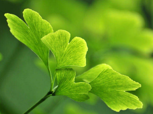 Ginkgo For Memory | Herbs & Supplements | Andrew Weil, M.D.