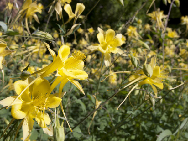 Larrea tridentata or creosote bush. Closeup of bright yellow blossoms. Photo taken at Boyce Thompson Arboretum in Arizona.