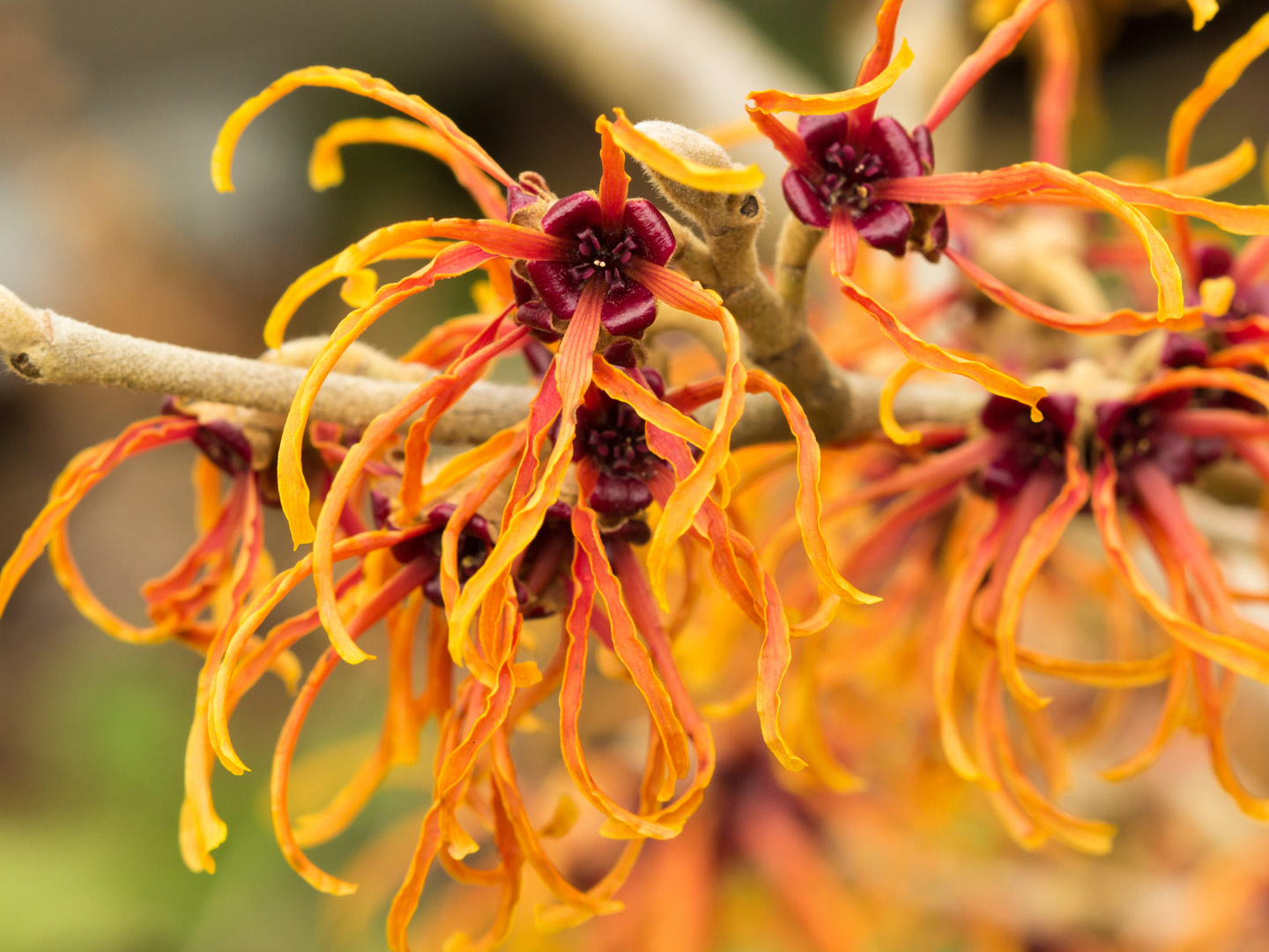 does witch hazel tighten pores