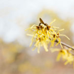 4 Ways To Use Witch Hazel