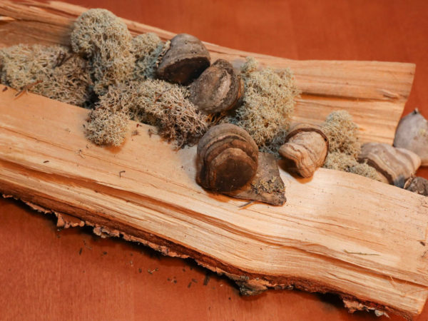 dr weil mushrooms