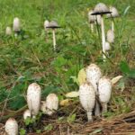 Coprinus Mushroom Benefits? | Hair, Skin &amp; Nails | Andrew Weil, M.D.