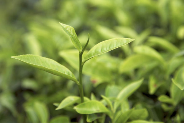 green tea benefits