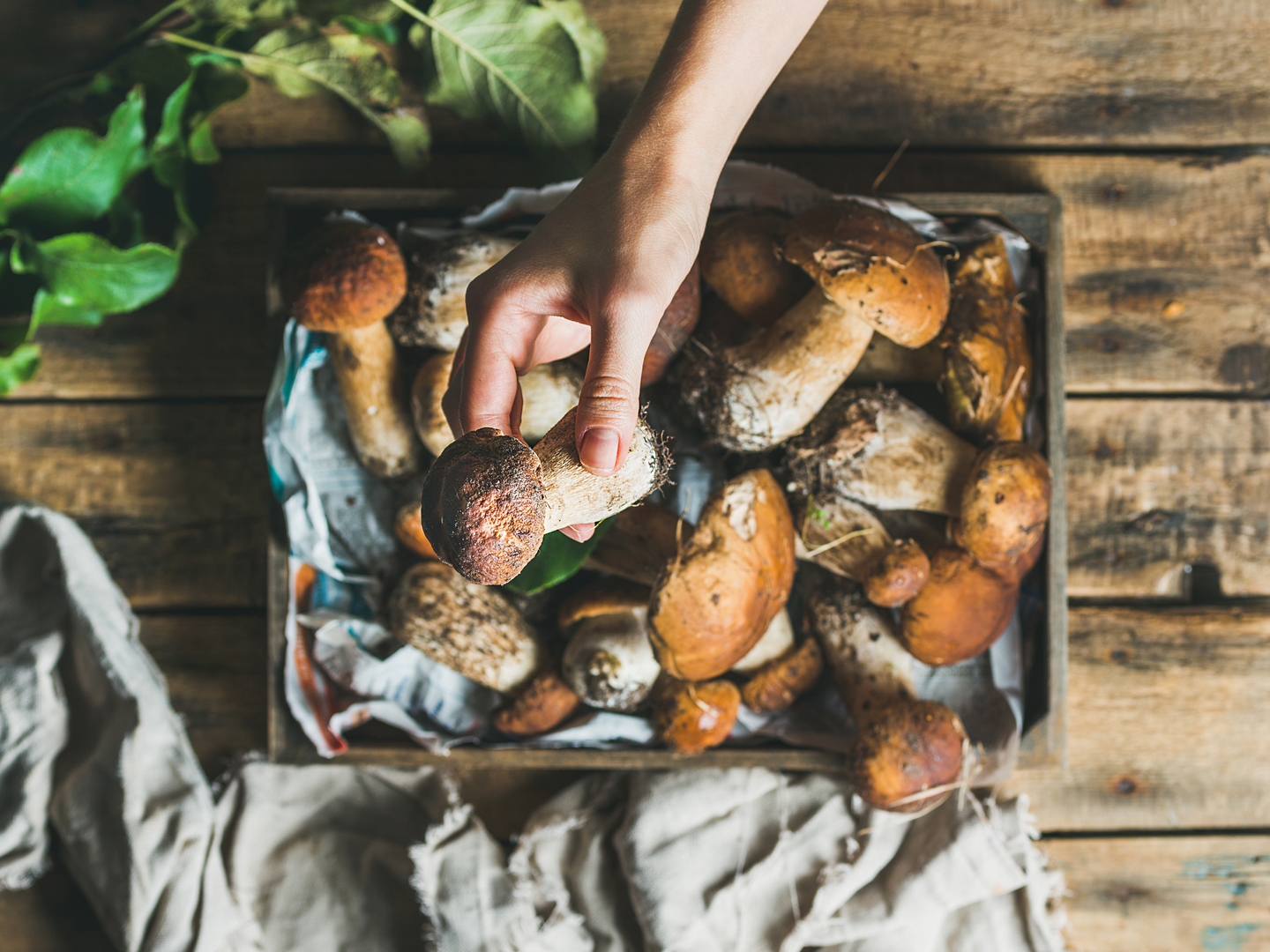 Reheating Mushrooms? Food Safety Andrew Weil, M.D.