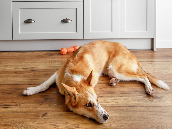 CBD Products For Pets? | Pets & Pet Care | Andrew Weil, M.D.